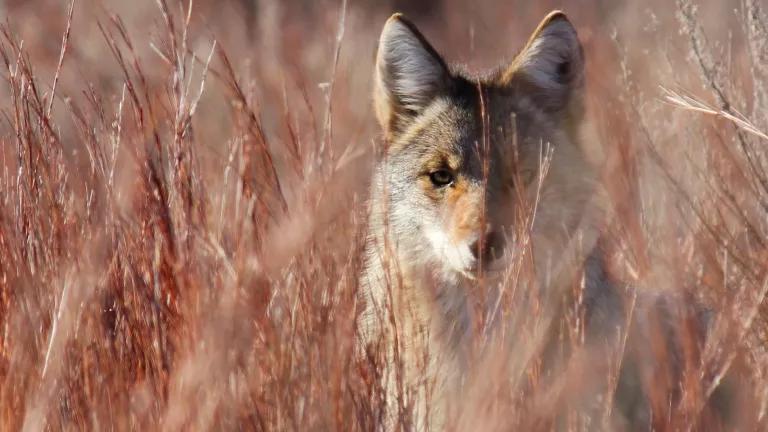 A coyote peers through tall grasses