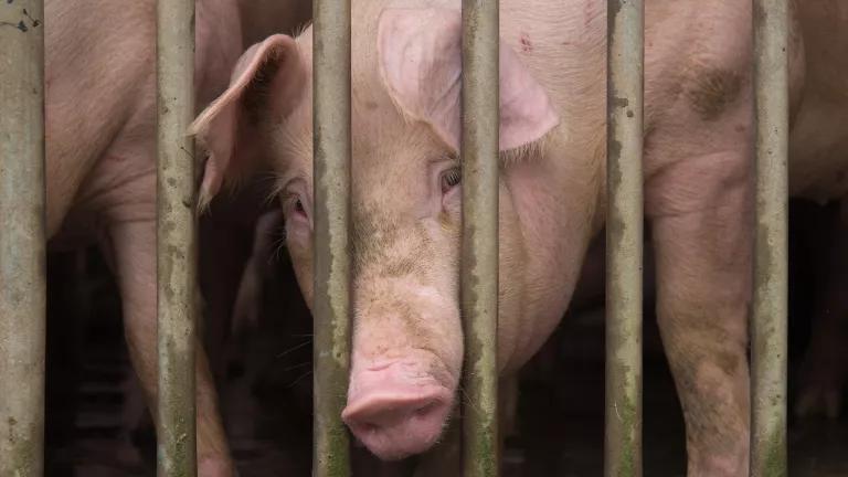 The image shows two domestic pigs in a confined space