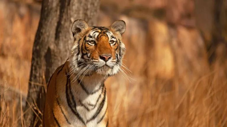 A Bengal tiger in Ranthambore National Park, Rajasthan, India.