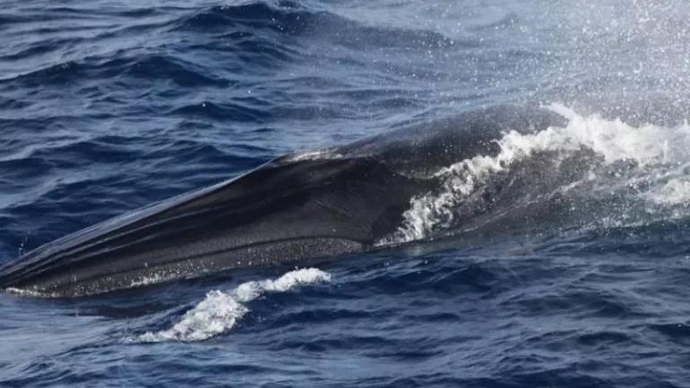 Rice's whale swims near the surface of the water