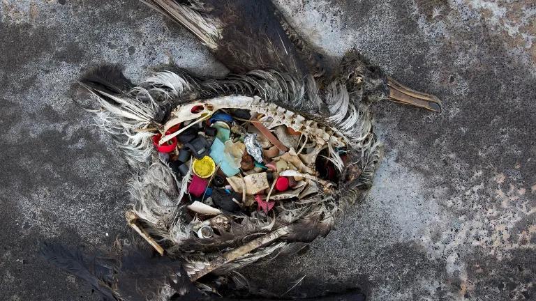 A dead decomposed bird with plastic in its stomach area