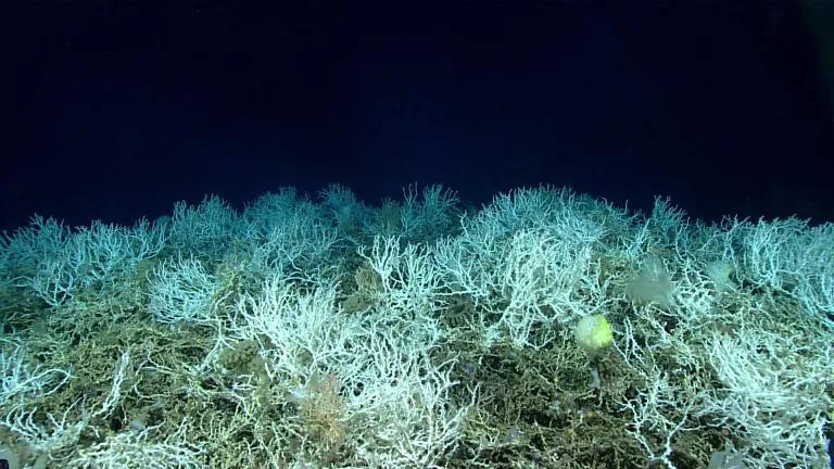 white, deep-sea coral 