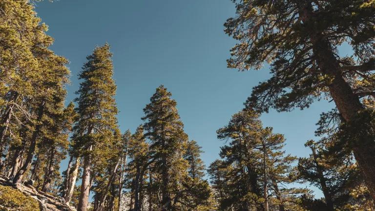California forests stand in the crosshairs of a reckless and unnecessary industrial-scale wood pellet proposal by GSNR.