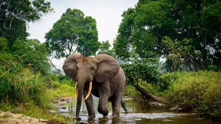 An African forest elephant walking in Lekoli River, Odzala-Kokoua National Park, Cuvette-Ouest Region, Republic of the Congo