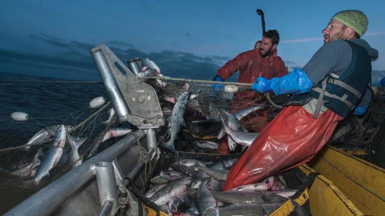 Fishermen haul in set gillnets while night fishing for sockeye salmon in Graveyard Point, Bristol Bay, Alaska.