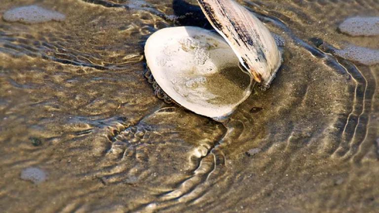 2322699232_c11e67e0af.Timothy.Valentine.clam.jpg