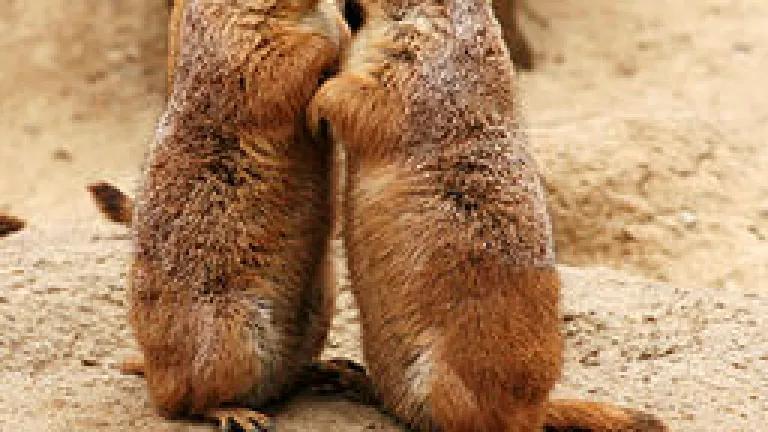 256px-Kissing_Prairie_dog_edit_3.jpg