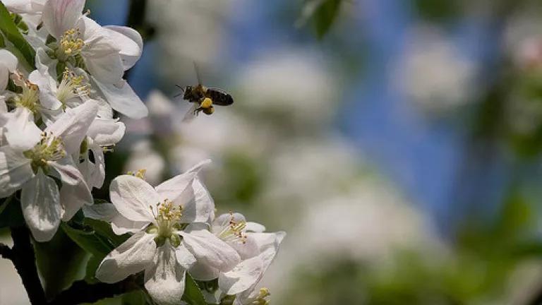 bee pollinating apple tree