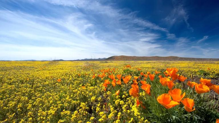 A vast meadow of orange and yellow wildflowers
