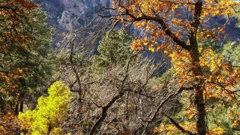 97 Organs, Fall Color - photo credit Lisa Mandelkern.Smaller.jpg