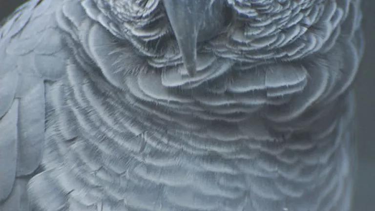 African grey (by Eric Kilby)