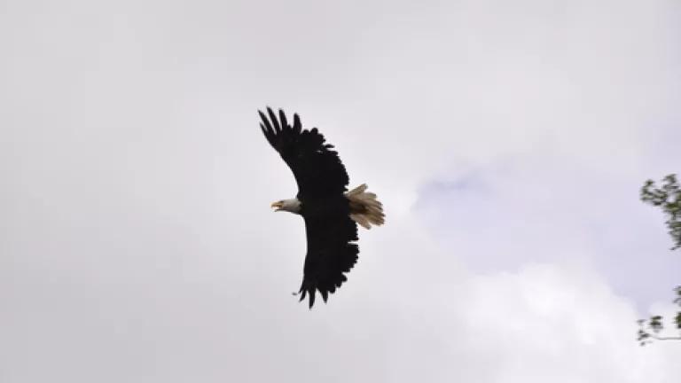 Bald Eagle in Delta June 2010 credit David Hawkins.JPG