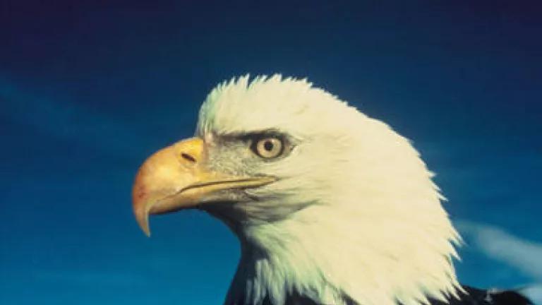 Bald_Eagle.jpg