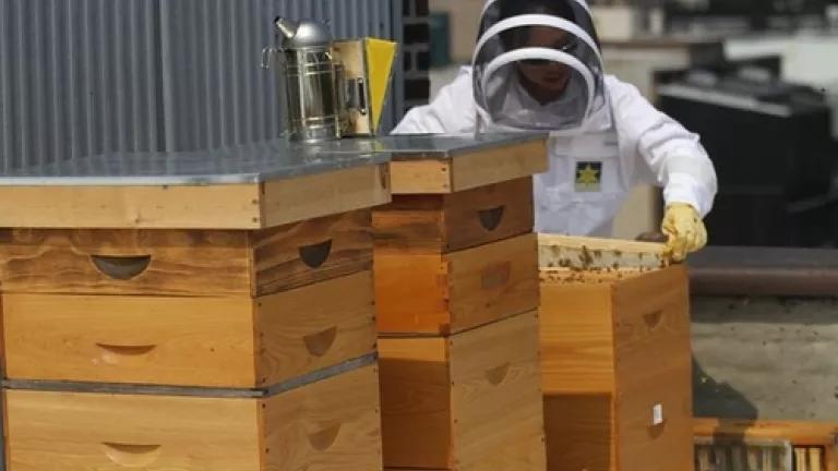 Bee 2.JPG