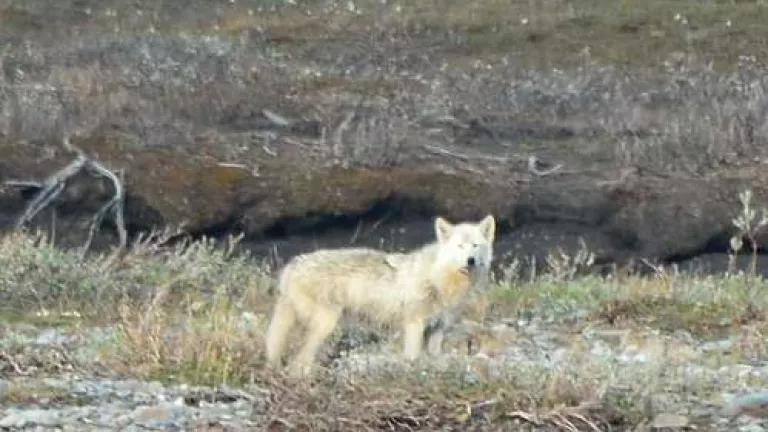 Thumbnail image for Blog First Wolf.jpg