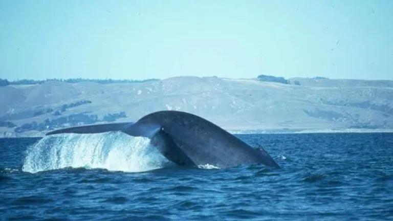 Blue whale 2.jpg