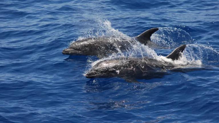 Bottlenose dolphin NOAA.jpg