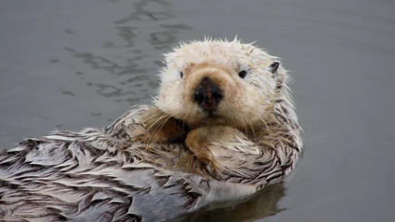 California sea otter (credit NOAA Fisheries)