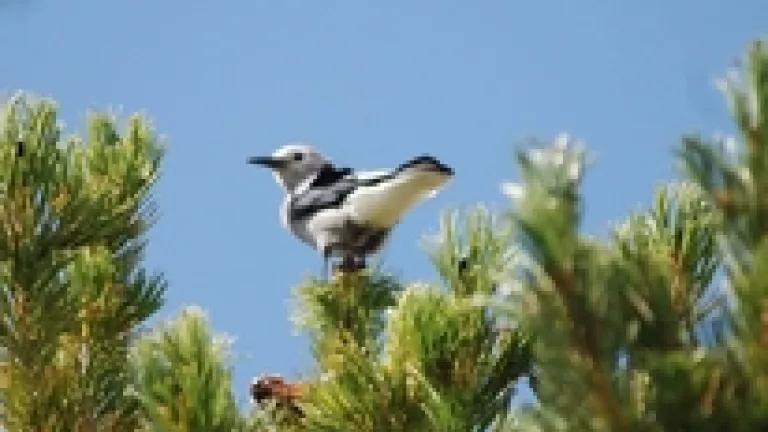 Clarks Nutcracker photo.jpg