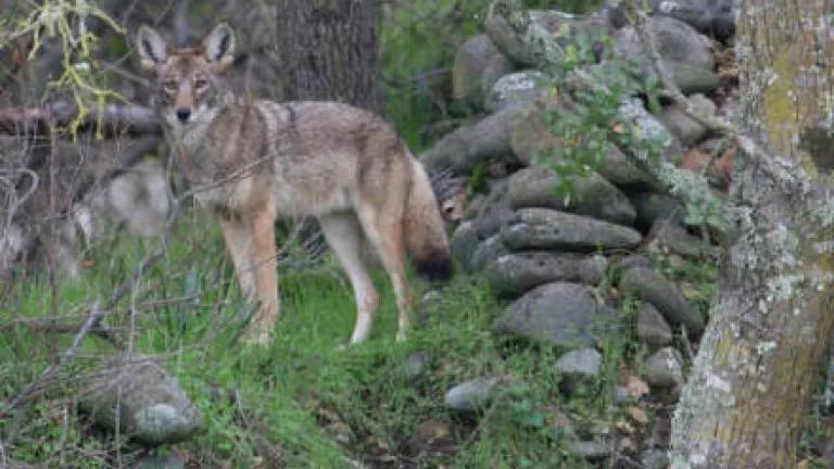 Coyote.jpg
