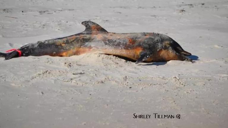 Dead dolphin on shore in Gulf of Mexico (Photo by Shirley Tillman)