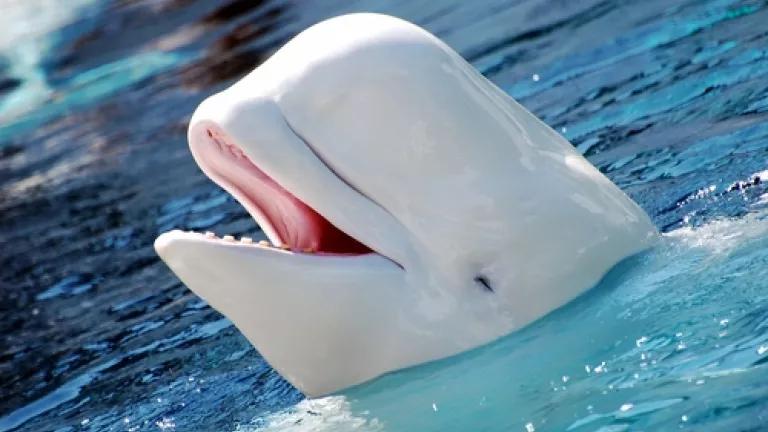 Delphinapterus_leucas_2.jpg