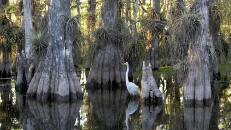 Everglades_National_Park_cypress.jpg