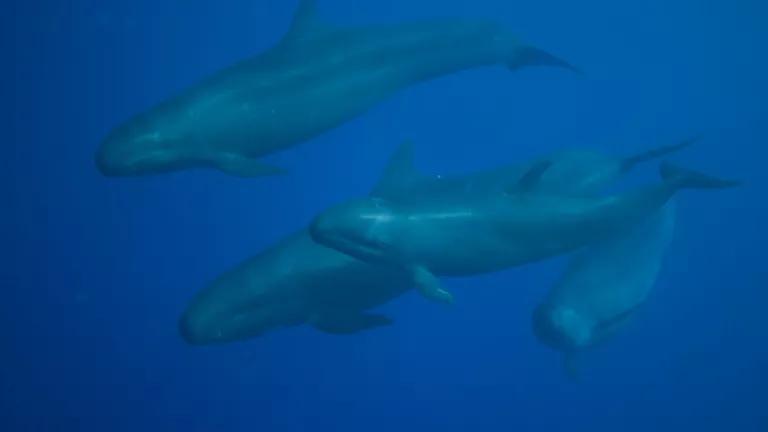 Hawaiin false killer whale mother and calf