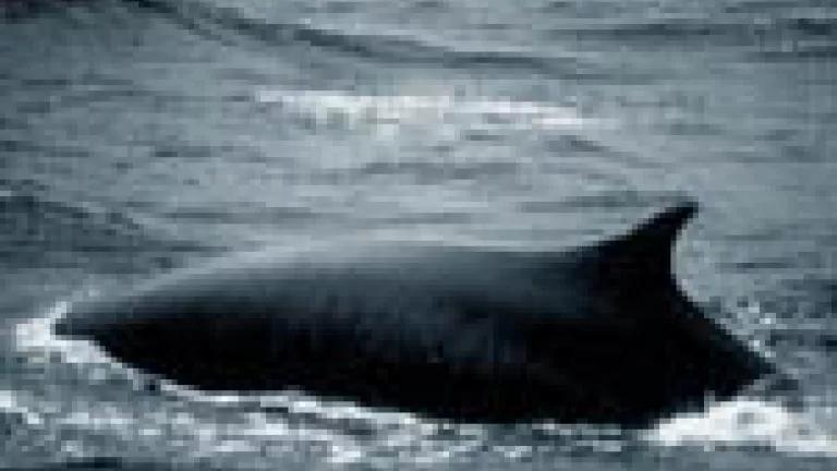Fin Whale, Photo NOAA.jpg