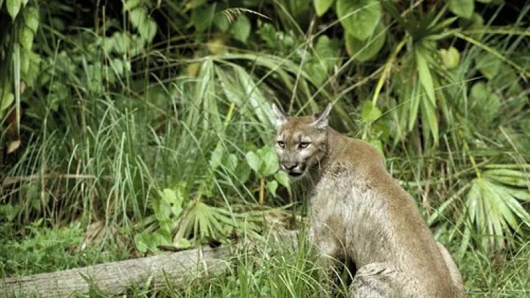Florida-panther-florida-panther-nwr-fws.jpg