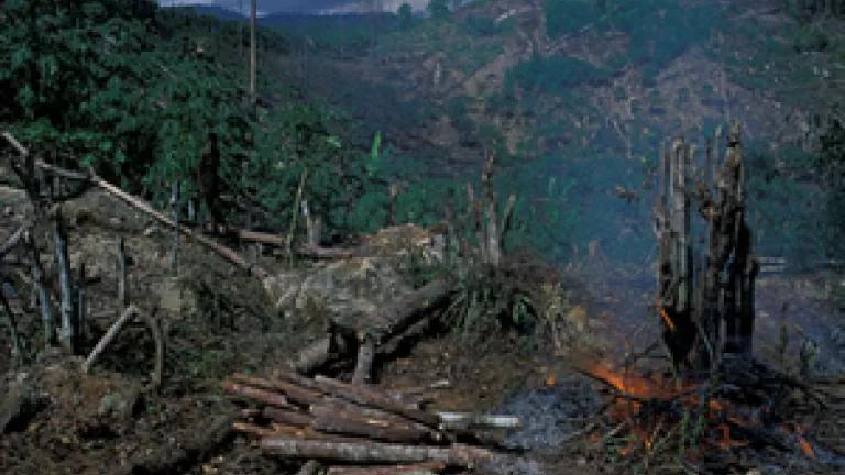 Forest Loss.png