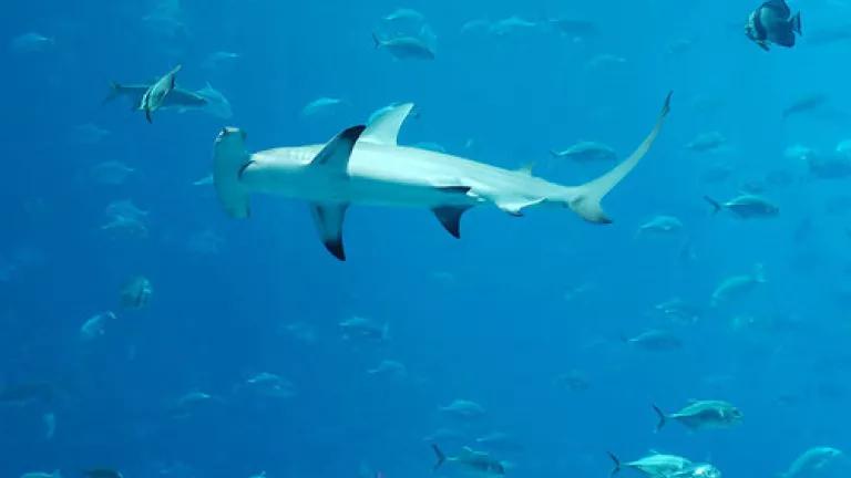 Great hammerhead.jpg