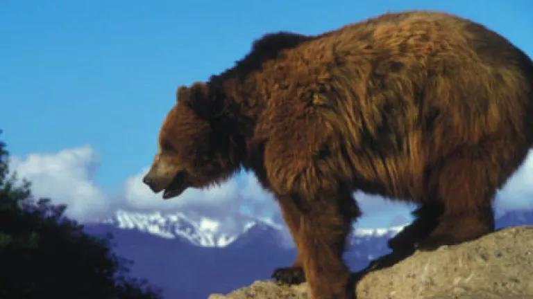 Grizzly_bear (2).jpg