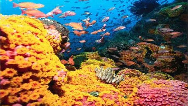 Healthy.coral.reef.No.Title.jpg