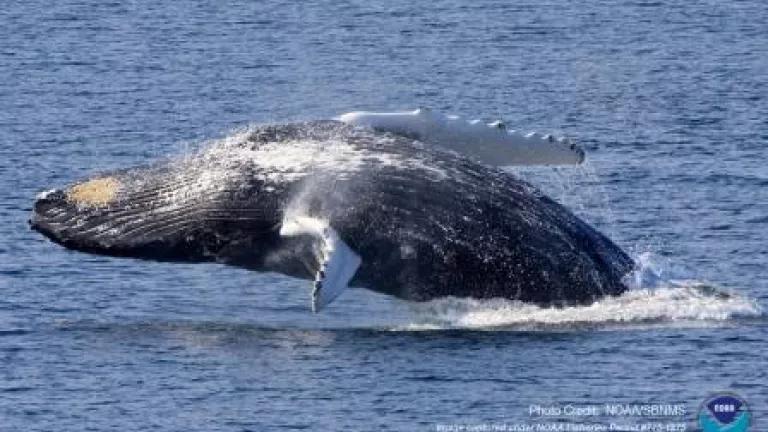 Humpback whale NOAA.jpg