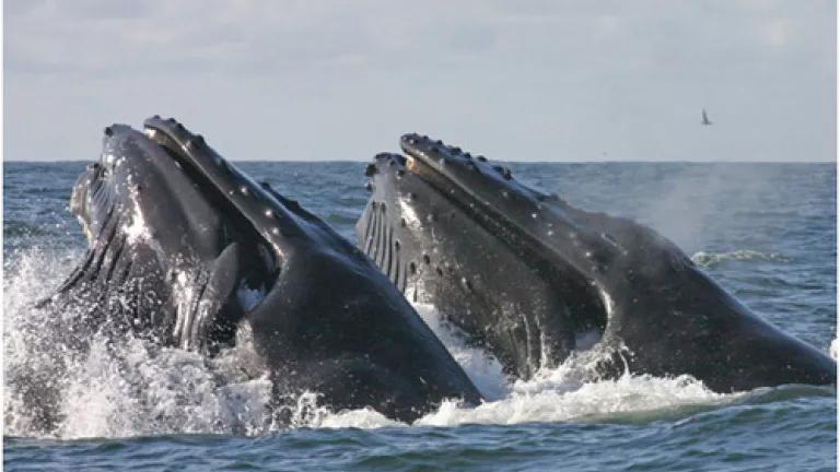HumpbackWhalesNOAA.jpg