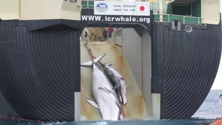 Thumbnail image for Japanese whaling - mom and calf, wikipedia cropped 2.jpg