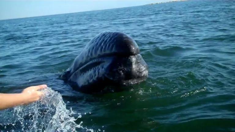 LSI gray whale.JPG