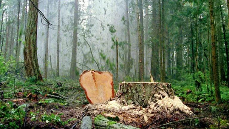 Maya.Lin.Unchopping-815-thumb-500x282-13170.jpg