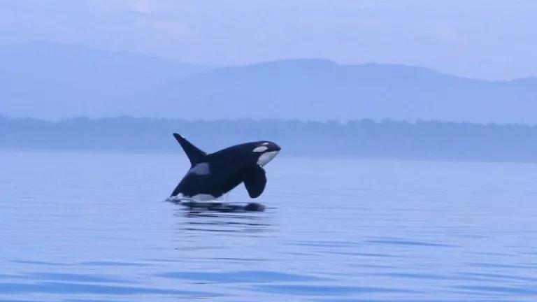 ORca photo by Kim on Flickr (cropped).jpg