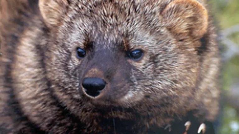 Pacific Fisher (USFWS)