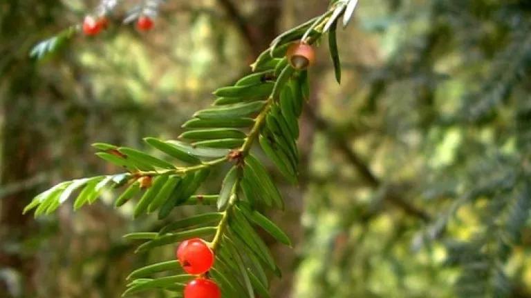 Pacific yew (Taxus brevifolia) (photo credit pellaea, creative commons license)