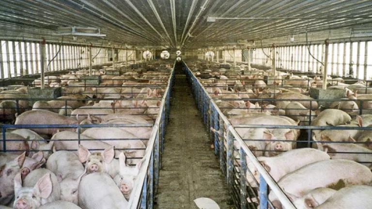 Pig Cafo.jpg
