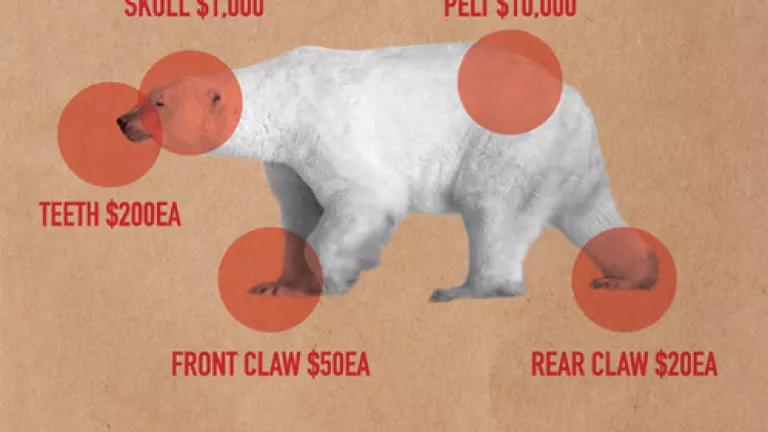 Polar Bear Salazar Ad