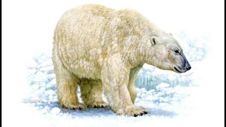 Polar bear (Tim Knepp, USFWS)