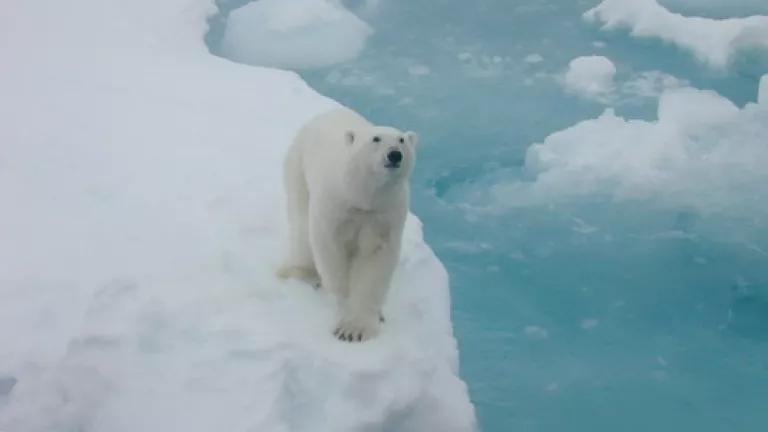 Polar-Bear-Crane.JPG