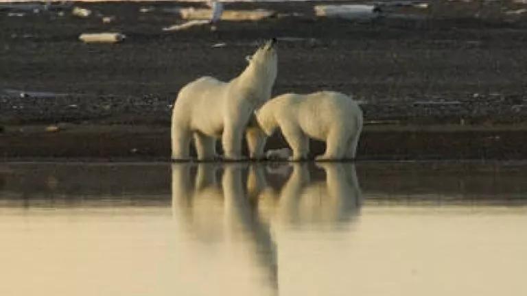 Polar_bear_stretching.jpg