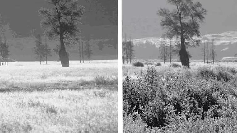 Ripple and Beschta 2003