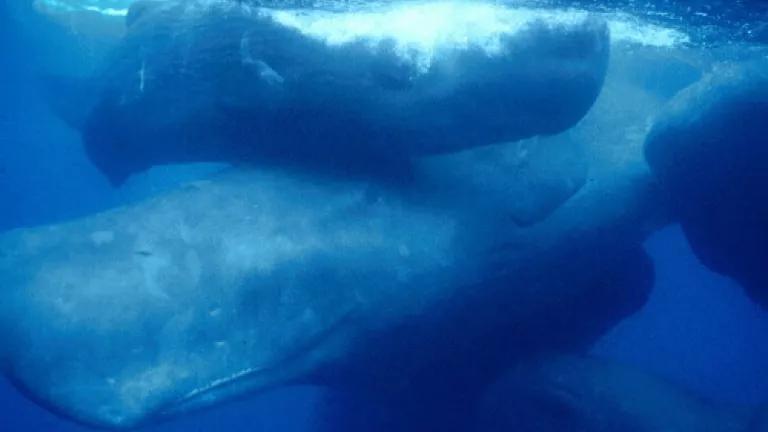 Sperm whale pic.jpg
