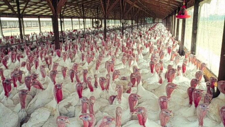 Turkeys.jpg